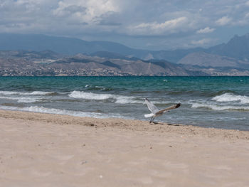 Seagulls on beach