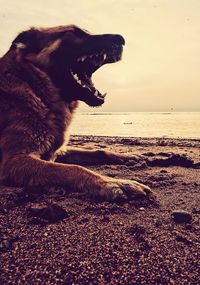 Close-up of dog at beach against sky