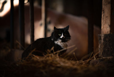 Portrait of black cat sitting indoors