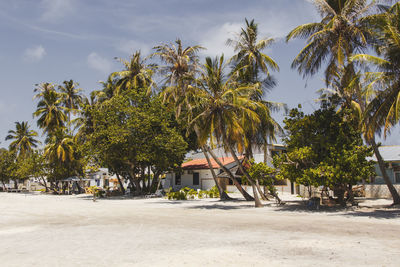 Palm trees on beach against sky