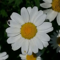 Close-up of white daisy blooming outdoors