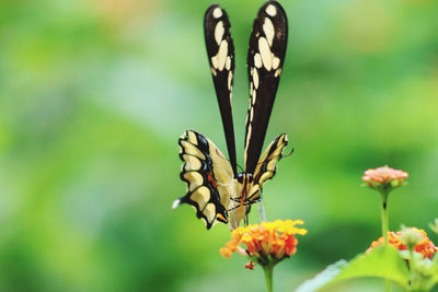 Close-up of butterfly pollinating on flower