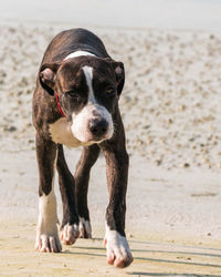 Portrait of dog on beach