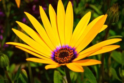 Close-up of yellow flower