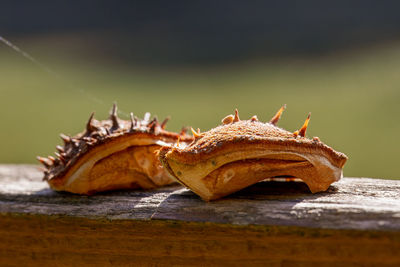 Close-up of dry leaf on table