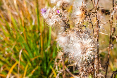 Close-up of wilted dandelion flower on field