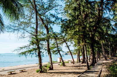 Trees growing by sea against sky