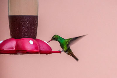 Close-up of hummingbird flying by bird feeder