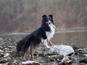 Dog looking away on rock