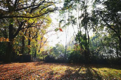 Trees in forest during autumn