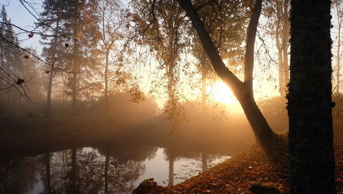 Sunlight streaming through trees in forest during sunset