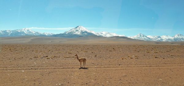 Animal standing on sand at beach against sky