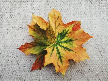 Close-up of maple leaves