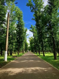 Empty road amidst trees against sky