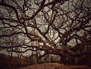 Low angle view of tree against sky