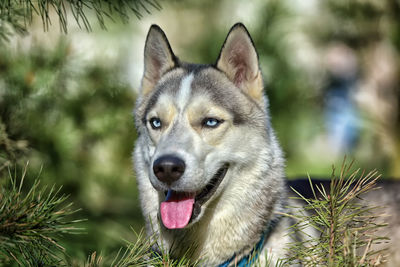 Close-up portrait of a dog