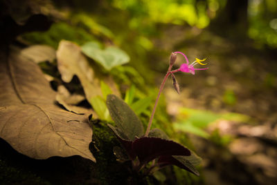 Close-up of flower blooming outdoors