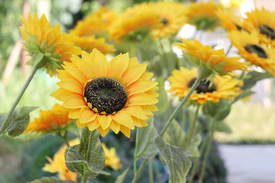 Closeup of artificial fabric sunflower