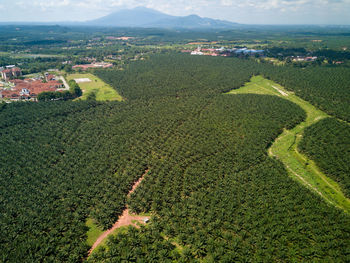 High angle view of agricultural field