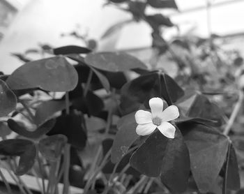 Close-up of flowering plant