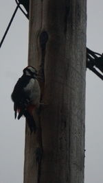 Low angle view of bird perching on wooden post