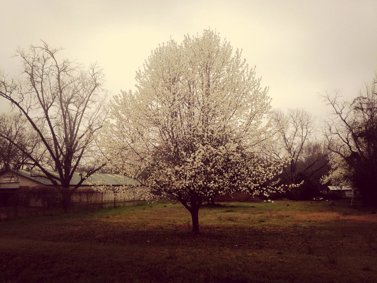 tree, bare tree, field, branch, nature, tranquility, beauty in nature, growth, sky, tranquil scene, landscape, grass, clear sky, park - man made space, scenics, day, flower, outdoors, no people, cherry tree