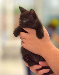 Close-up of hand holding cat