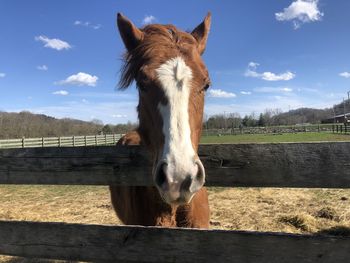 Portrait of horse standing in ranch against sky