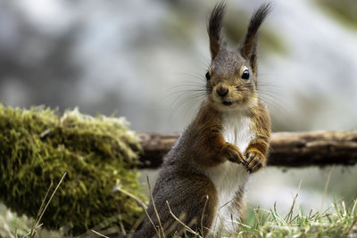 Close-up on a squirrel standing up on the forest floor.