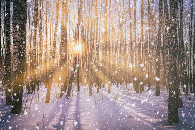 Reflection of trees in forest