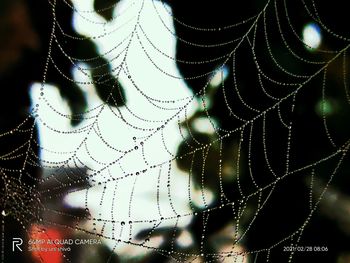 Close-up of wet spider web