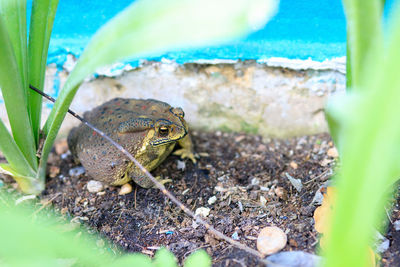 High angle view of frog on land