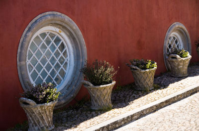 Close-up of potted cactus plant