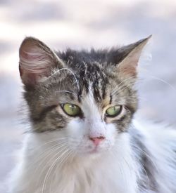 Close-up portrait of cat