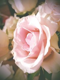 Close-up of pink rose