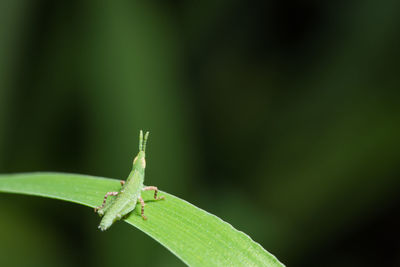 Close-up of grasshopper on leaf