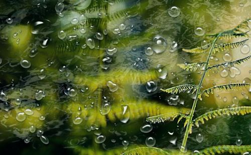 Full frame shot of spider web