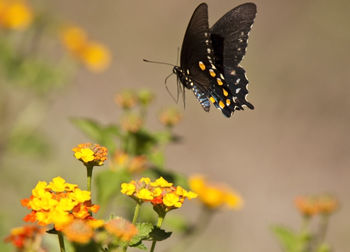 Close-up of butterfly pollinating on flower