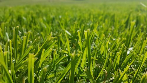 Close-up of crops growing on field