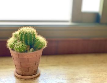 Close-up of succulent plant on table at home