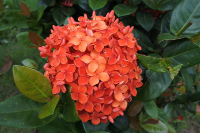 Close-up of red flowering plant