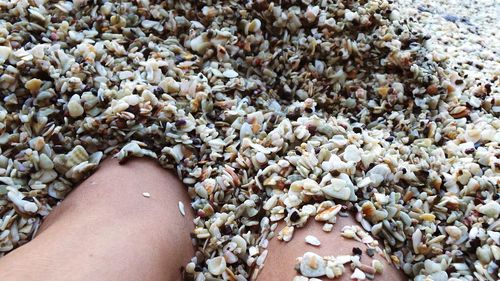 Low section of woman legs on pebbles at beach