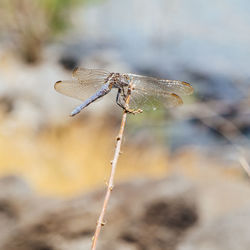 Close-up of dragonfly on stick