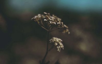 Close-up of plant