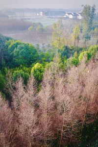 Plants growing on land