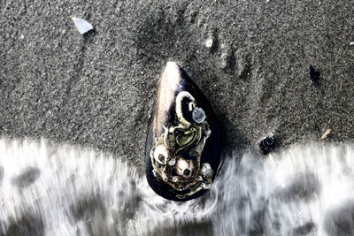 High angle view of a turtle