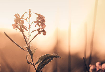 Close-up of wilted plant against sky during sunset