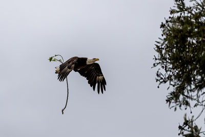 Low angle view of bird flying against clear sky