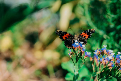 Close-up of butterfly pollinating on flower