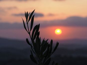 Close-up of silhouette plant against orange sky